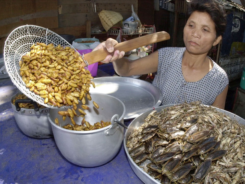 Zubereitung von Seidenwürmern, Heuschrecken und weiteren Tieren in einem Restaurant in Bangkok.