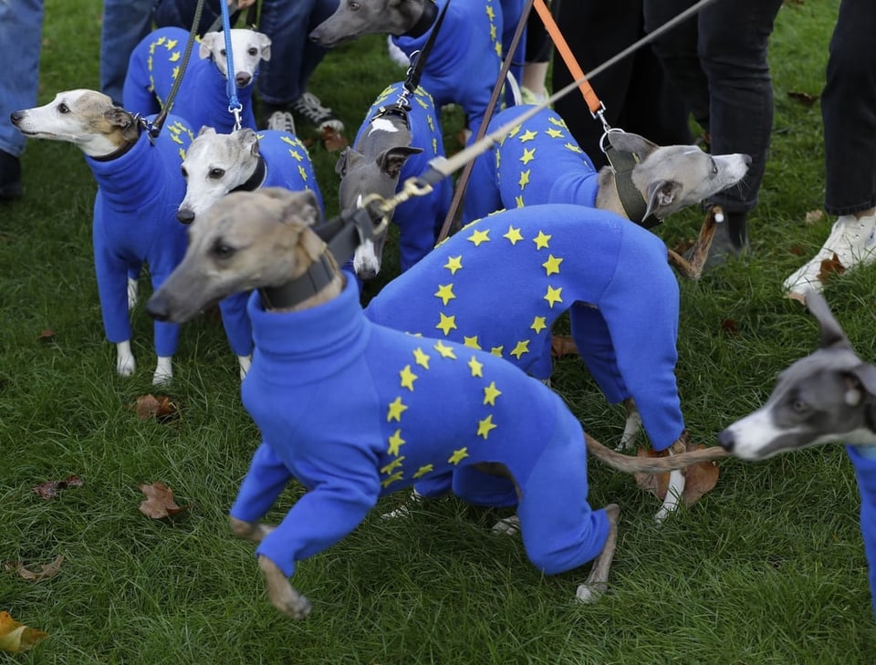 Whippet-Hunde mit EU-Mäntelchen.
