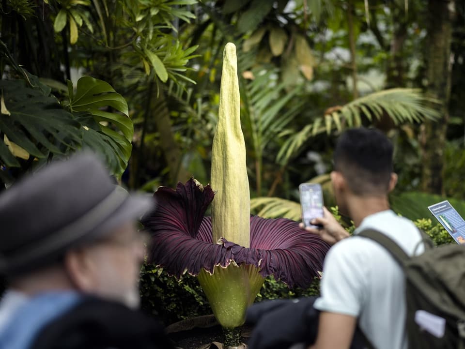 Menschen fotografieren die Riesenblüte des Titanwurz.