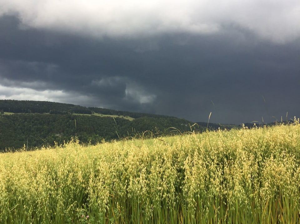 Gewitterwolken über einem Kornfeld