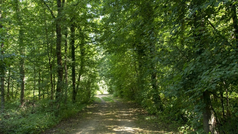 Ein Waldweg zwischen grünen Bäumen im Sommer.