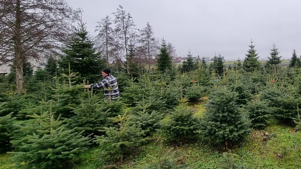 Vater Angehrn auf der Christbaumplantage inmitten von kleinen Nordmannstannen.