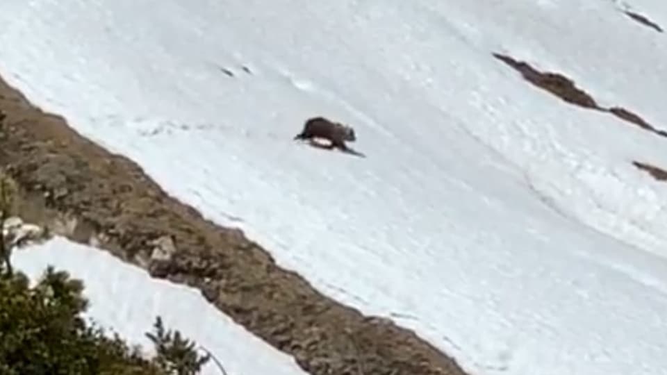 Der Bär vom Aletschgebiet im Video