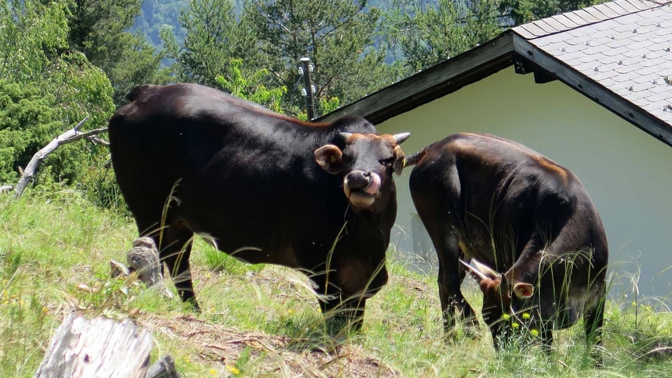 Zwei schwarze Rinder im Berghang