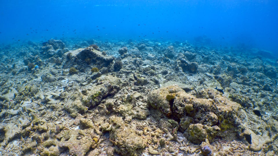 Korallenriff mit abgestorbenen Korallen.