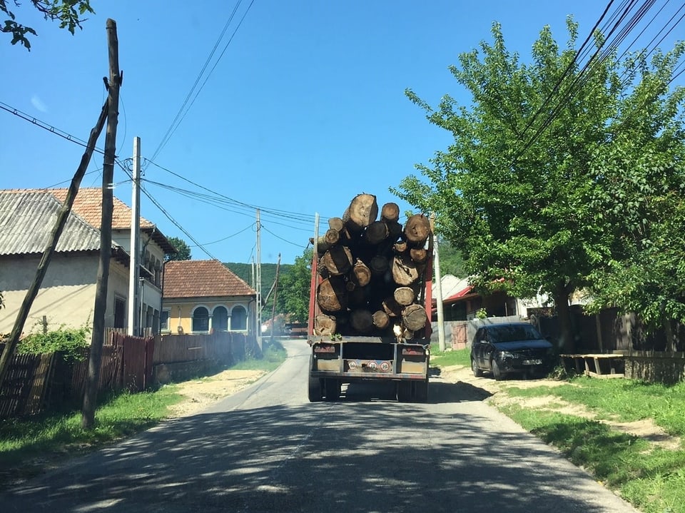 Mit langen Lastwagen wird das illegal geschlagene Holz abtransportiert.