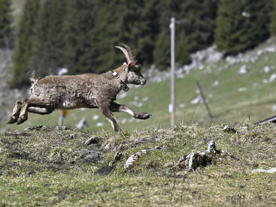 Steinbock