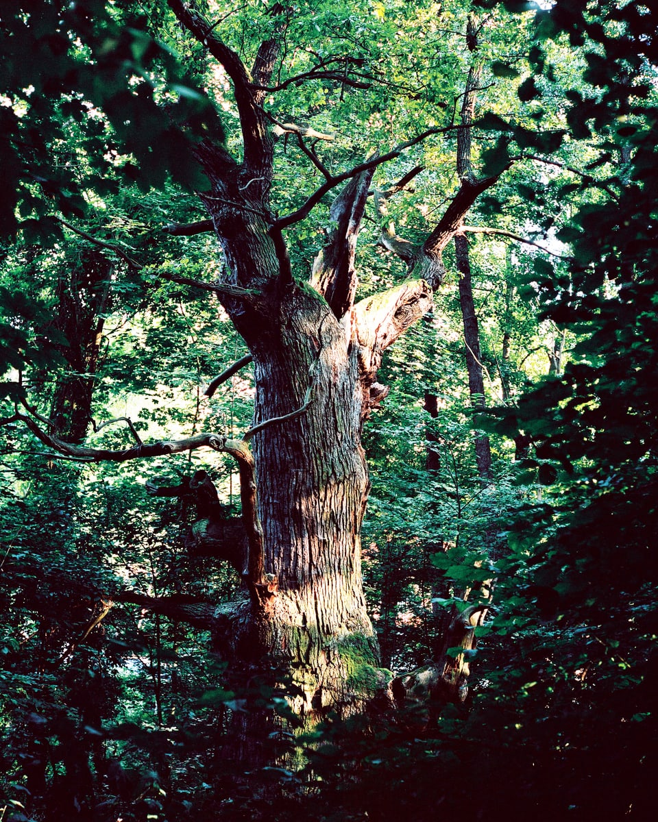Grosser Baum in schattigem Wald