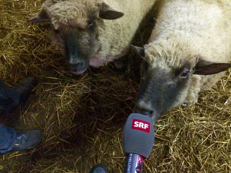 Zwei englische Shropshire-Schafe, eines knabbert am SRF-Mikrofon.