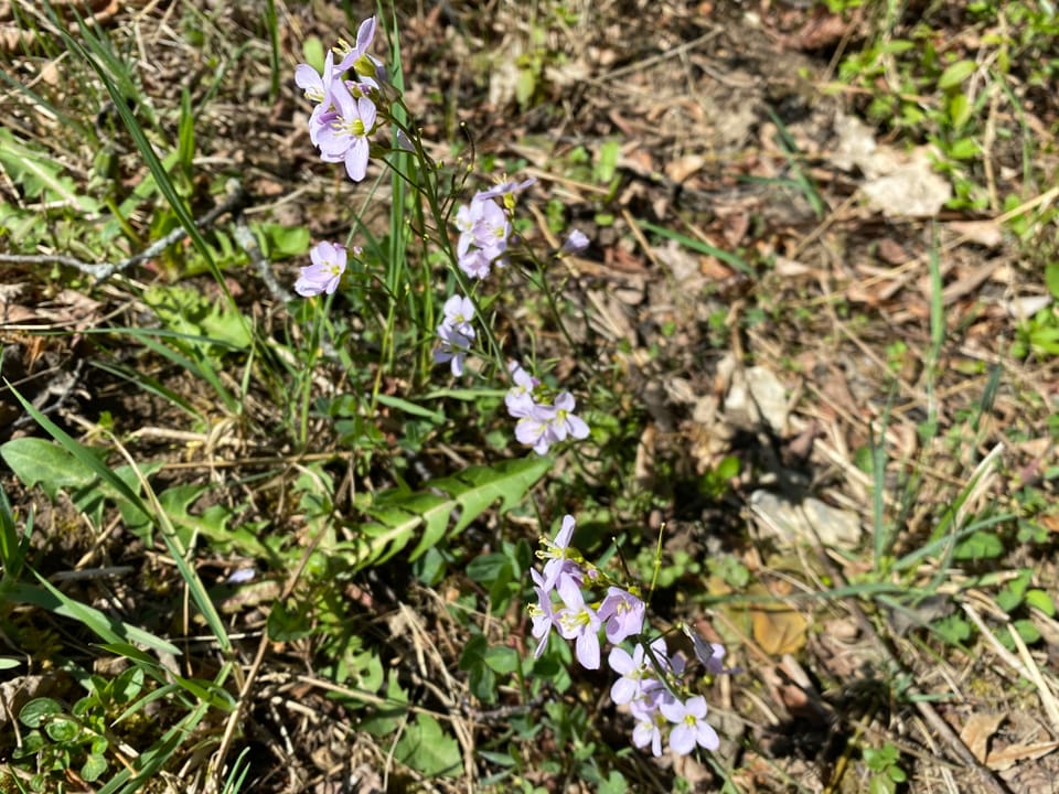 Wiesenschaumkraut