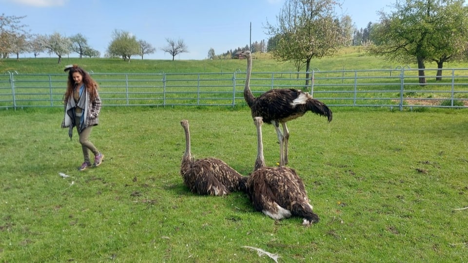 Eine Bäuerin im Gehege bei den Straussen