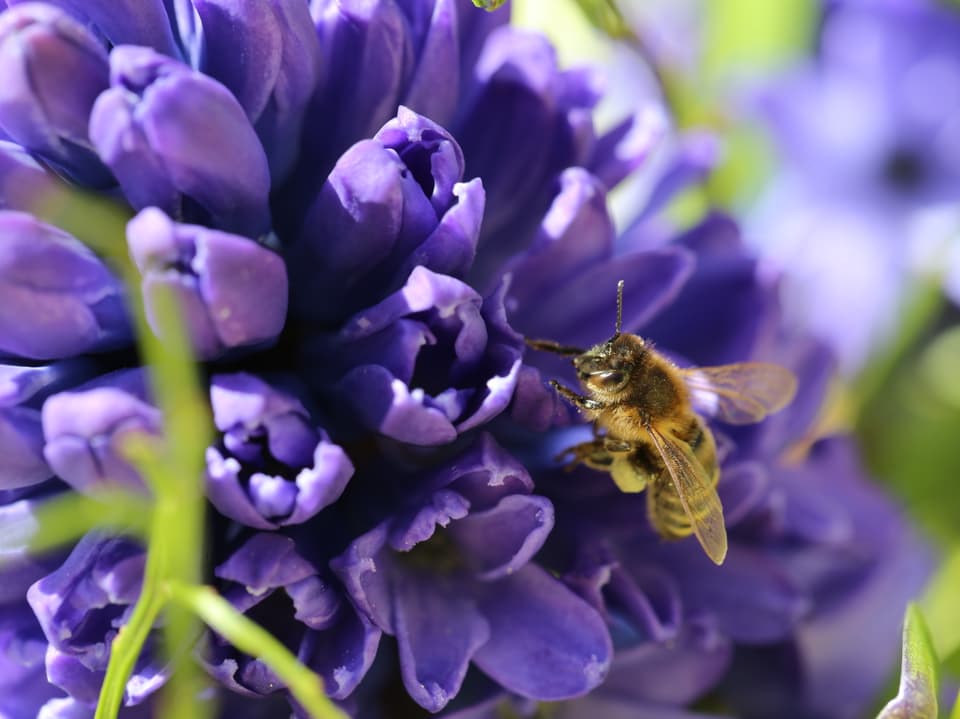 Violette Blüten. In Grossaufnahme eine Biene davor. 
