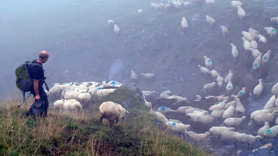Ein Mann treibt Schafe vor sich her.