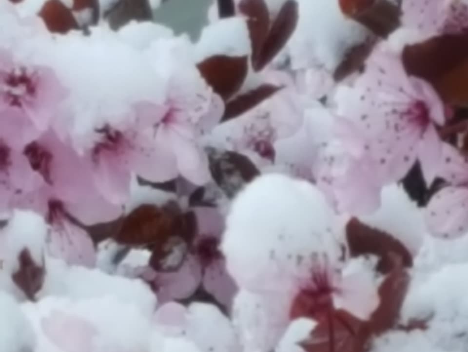 Japanische Kirschblüte von Schnee bedeckt.