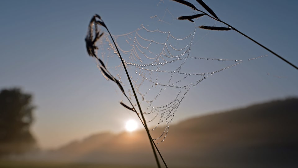 Spinnennetz mit Tau in der Morgensonne.