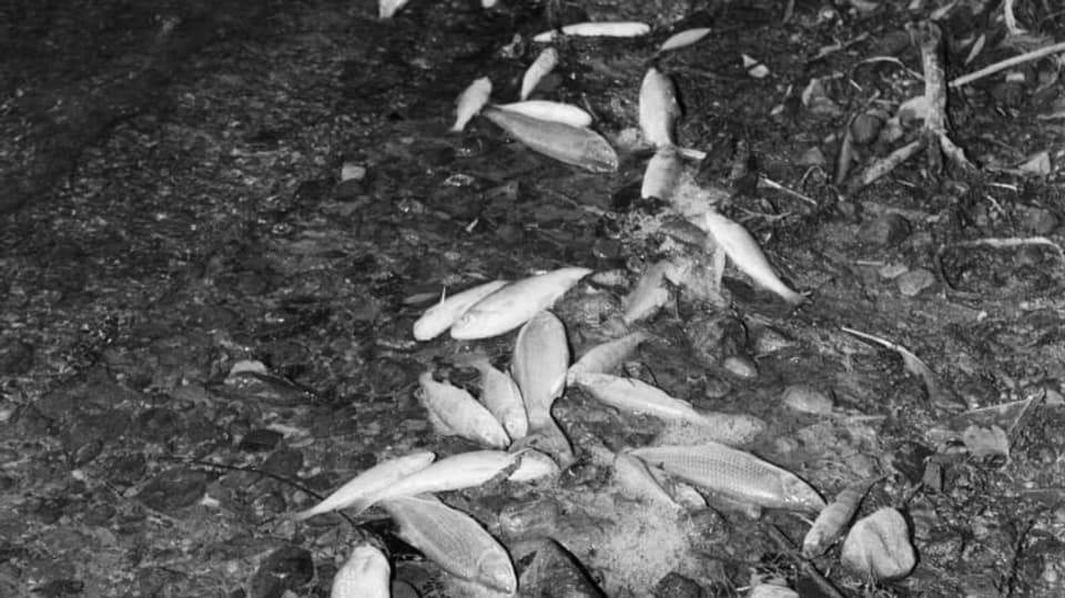 Tote Fische am Ufer eines Sees