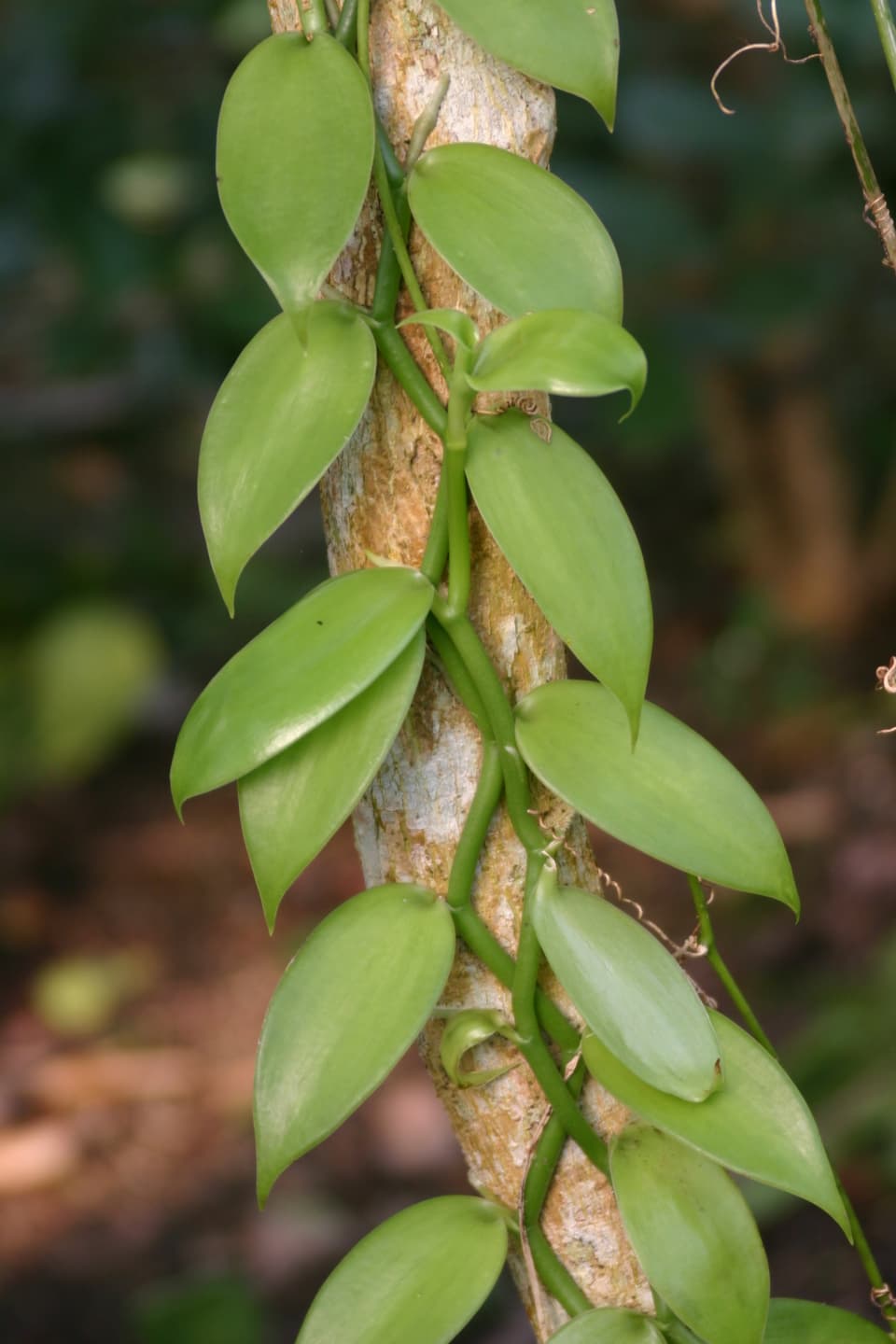 Vanille gehört zu den Orchideen. Sie ist eine Kletterpflanze und wächst auf kleinen Stützbäumen. 