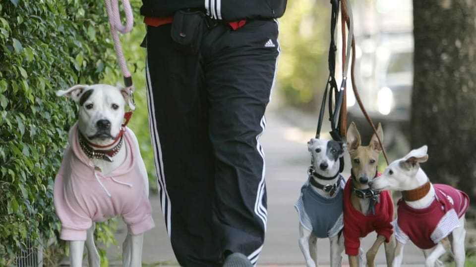 Dogwalker mit vier Hunden