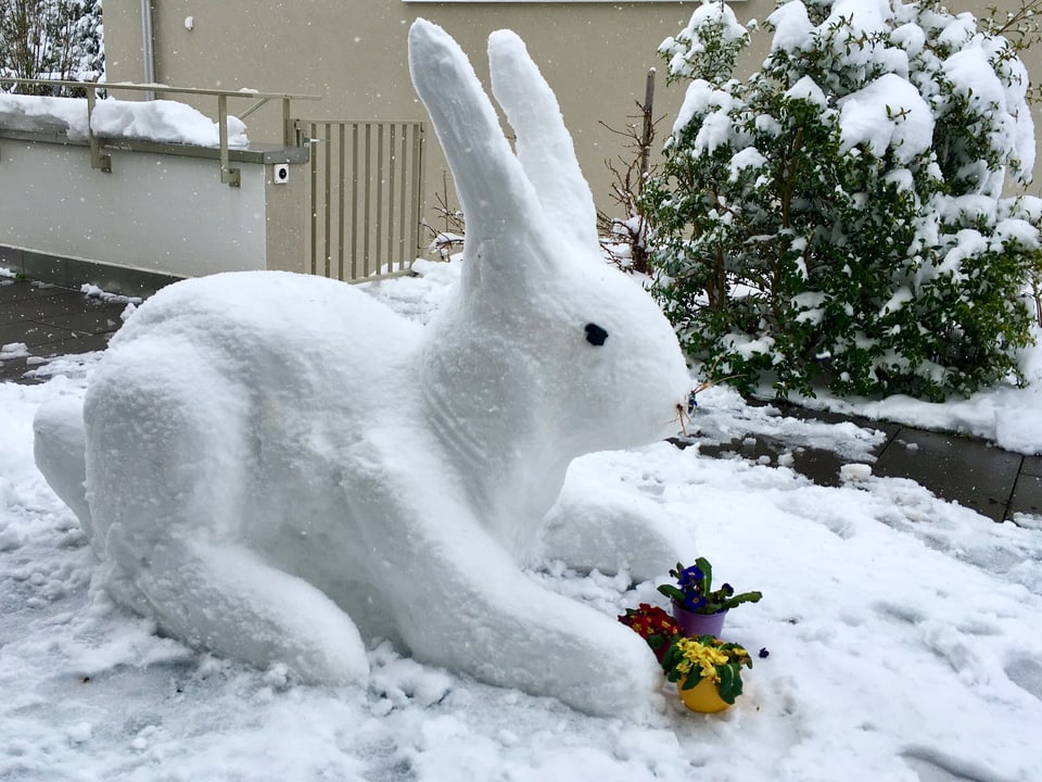 Grosse Hase aus Schnee mit Primeln.