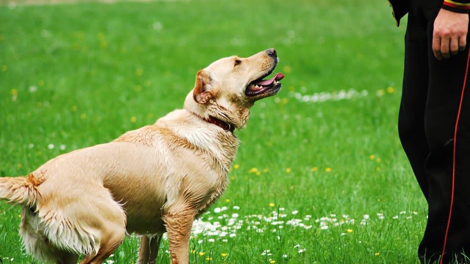 Hundetrainer liefert weiterhin keine Belege