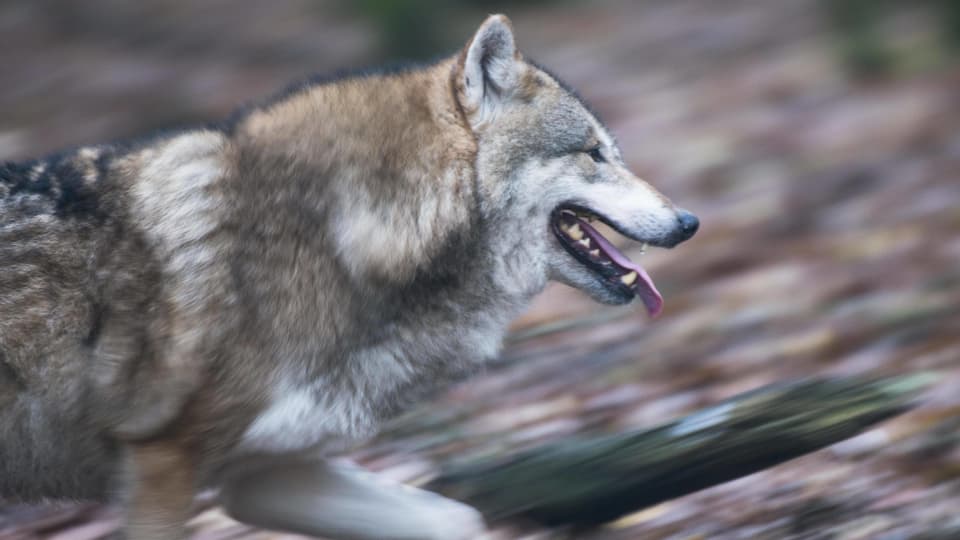 Ein Wolf rennt. Der Wald hinten ist verschwommen.