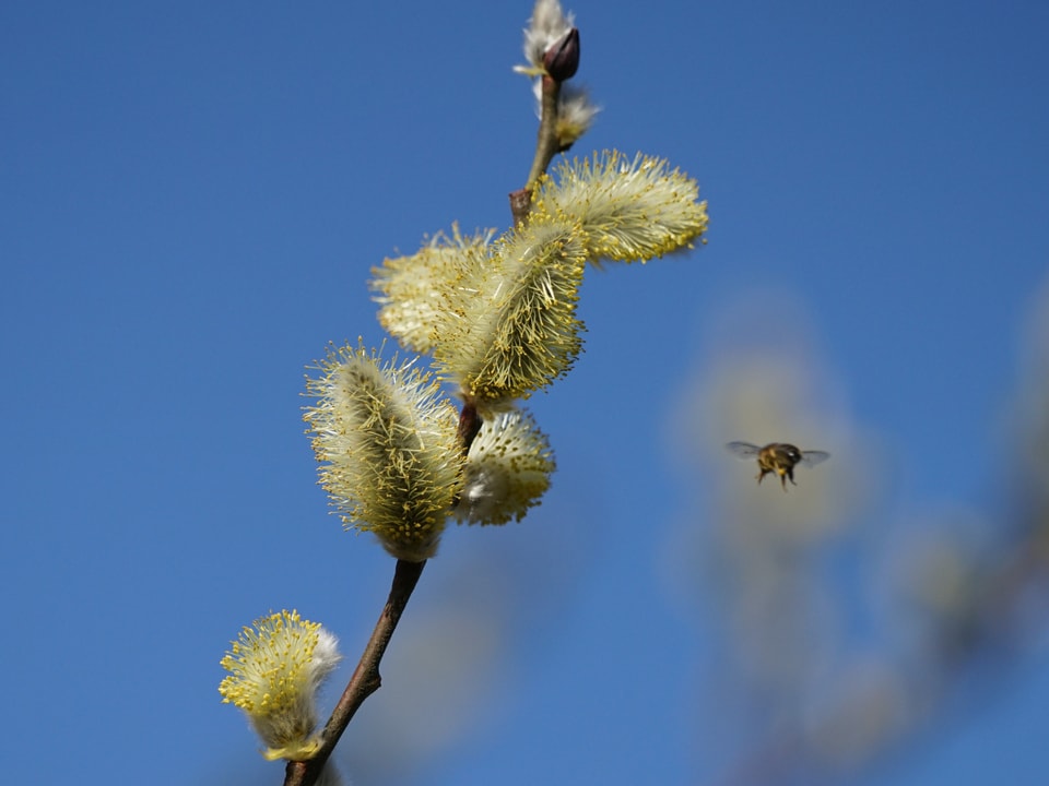 Blauer Himmel, Weidekätzchen, 1 Biene