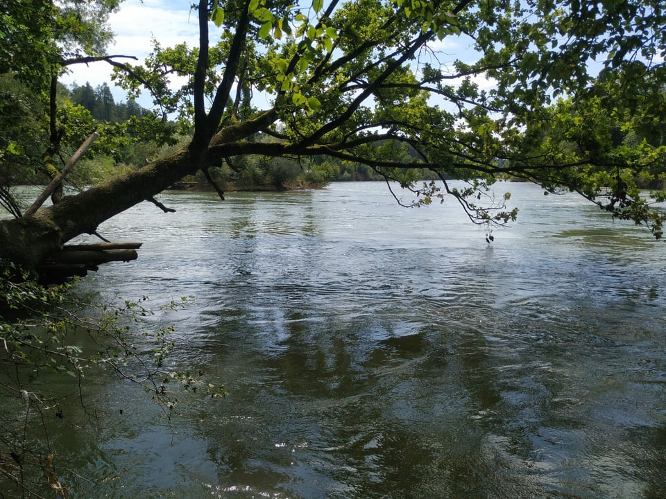Baum im Wasser.