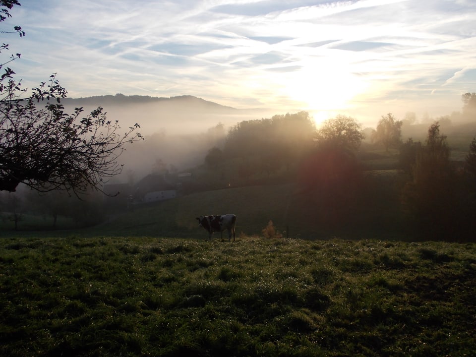 Eine Kuh frühmorgens in Gontenschwil.