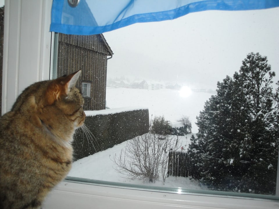 Ein Katze schaut gespannt in die weisse Landschaft.