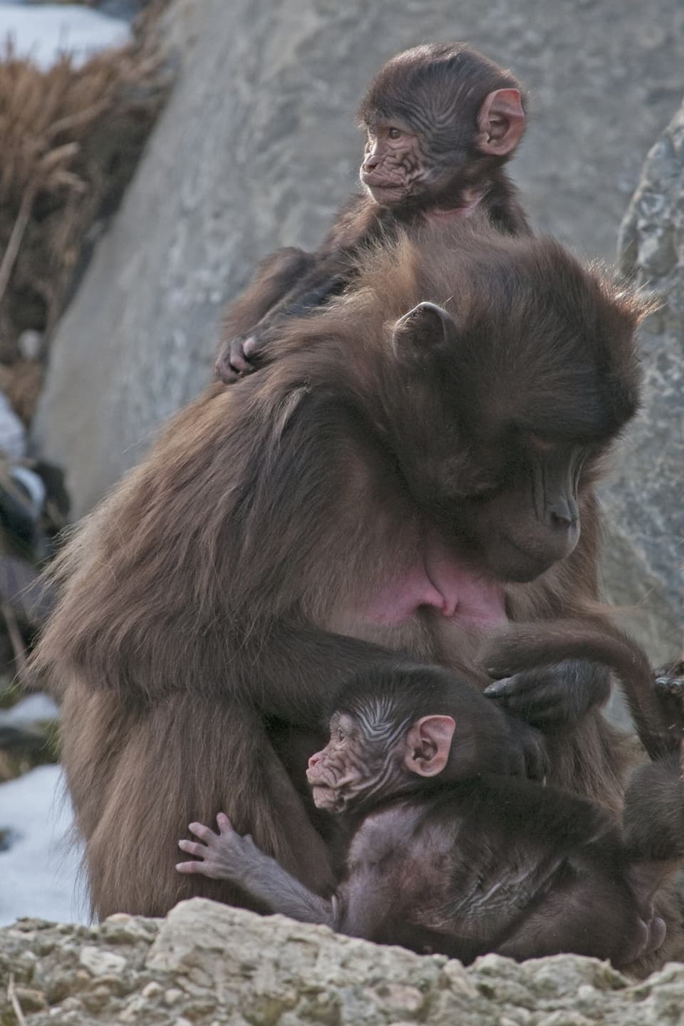 Eine Affen-Mutter mit zwei Jungen.
