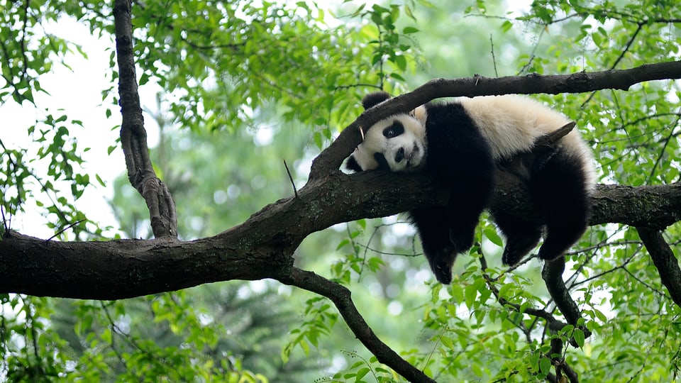 Ein Panda hängt faul auf einem Ast herum.
