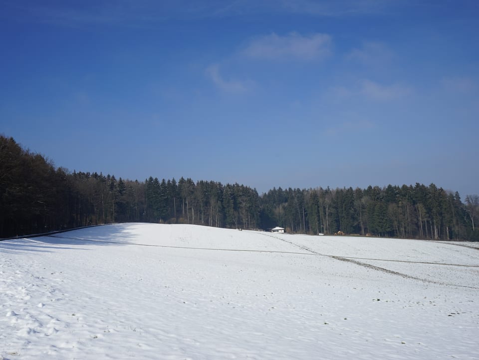 Weisse Wiese, Wald, blauer Himmel.