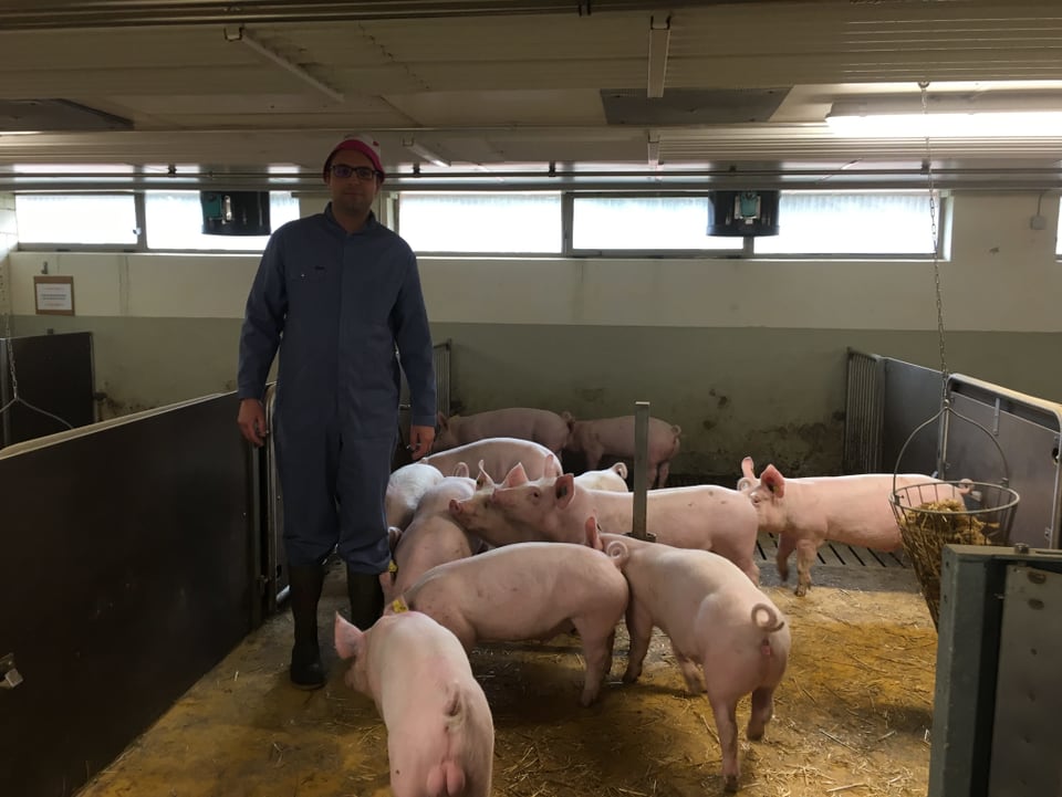 Aepli bei seinen Schweinen im Stall.