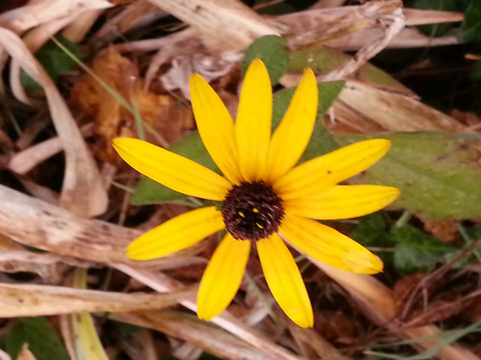 Ein gelbe Blüte, in der Mitte ist sie schwarz.