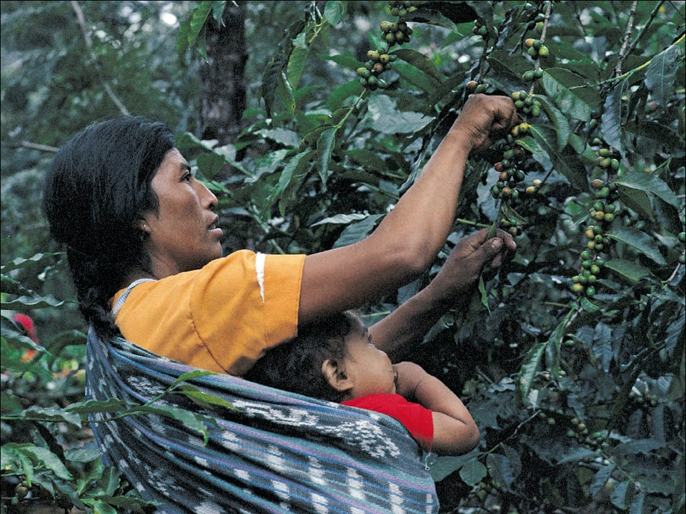 Eine dunkelhaarige Frau trägt ein Kind in einem Tragetuch und pflückt konzentriert Kaffeebohnen.