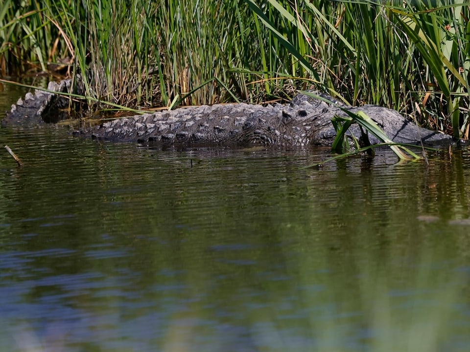 Ein Alligator wohnte dem Training bei.