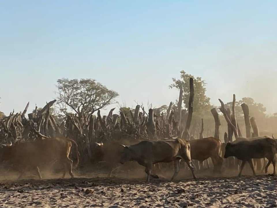 Vieh im Botswana-Delta