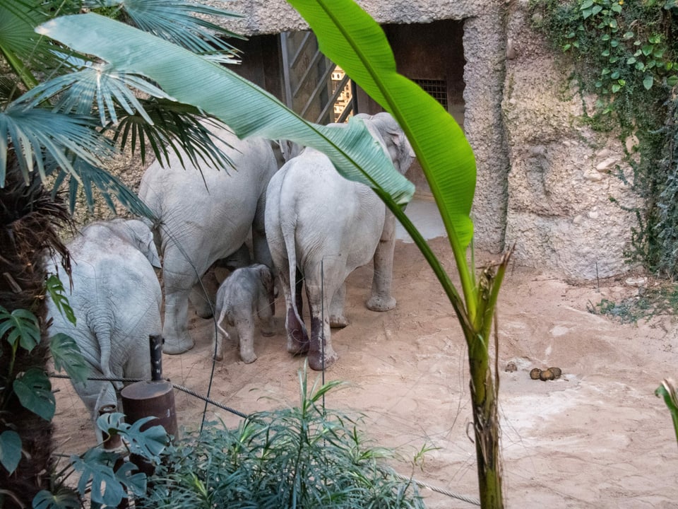 Die Elefantengruppe im Zoo Zürich