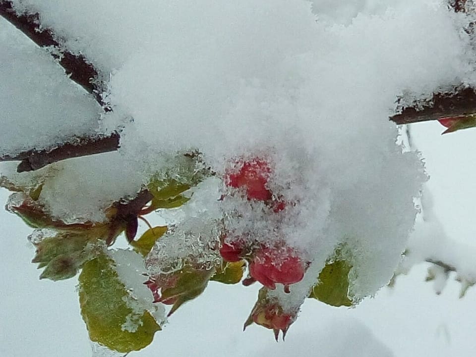 Ein Apfelblüte mit Schneehülle.