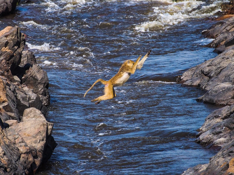 Affe springt über Fluss