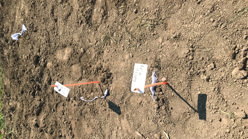 Aus dem braunen Ackerboden schauen zwei orange Fähnchen hervor, die mit Namen und Datum der Unterhosenspender beschriftet sind.