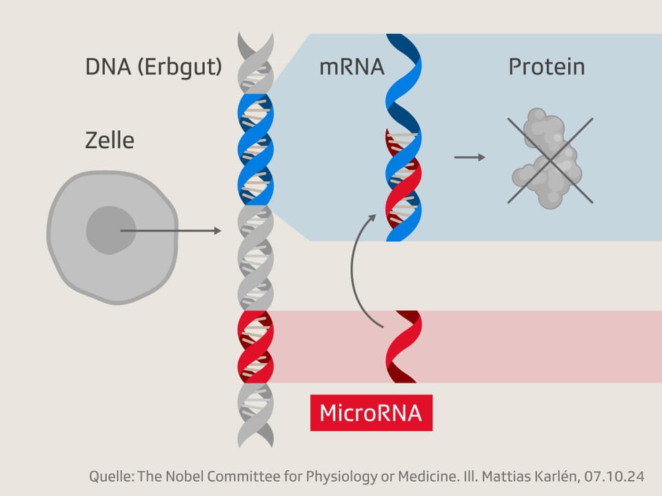 Como o microRNA influencia a produção de proteínas Diagrama da interação de DNA, mRNA, proteína e microRNA em uma célula.