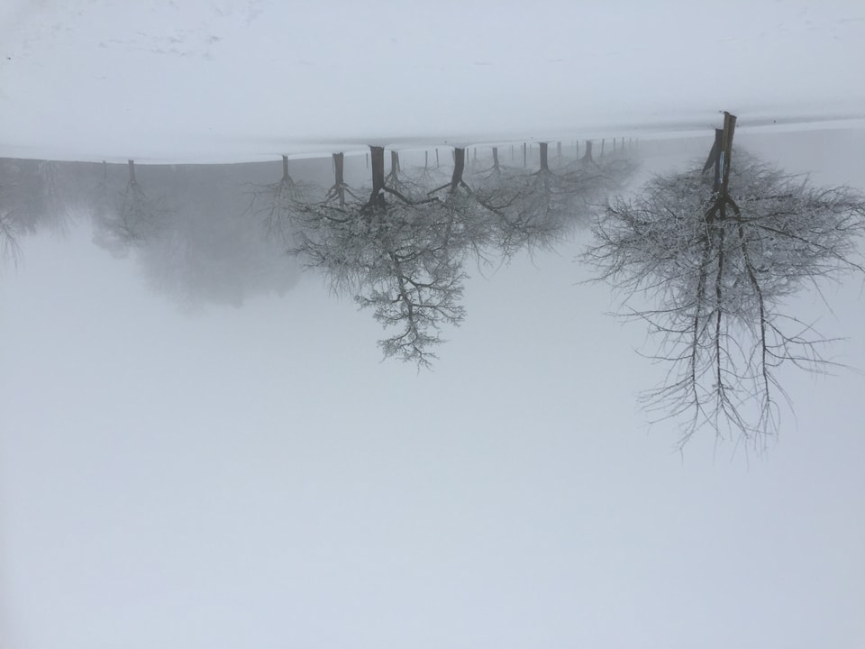 Schnee liegt auf einer Wiese mit Bäumen. Der Himmel ist grau in grau.