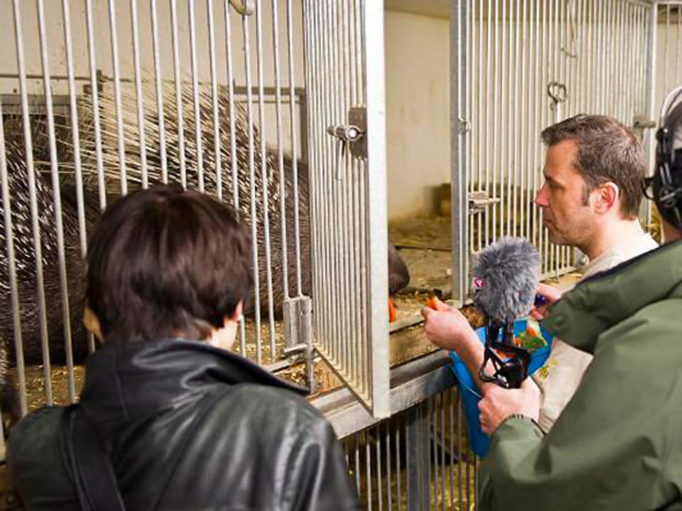 Der Tierpfleger füttert zwei Stachelschweine in einem Käfig mit Karotten. Neben ihm stehen die Radiomoderatoren.