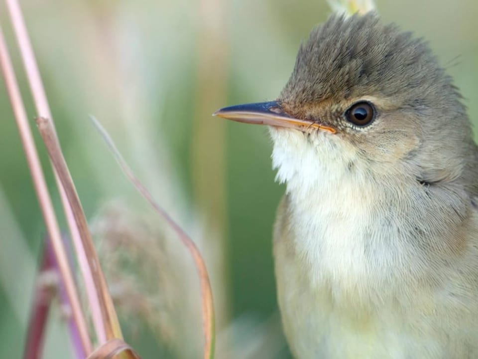 Der Vogel sitzt auf einem Ast.