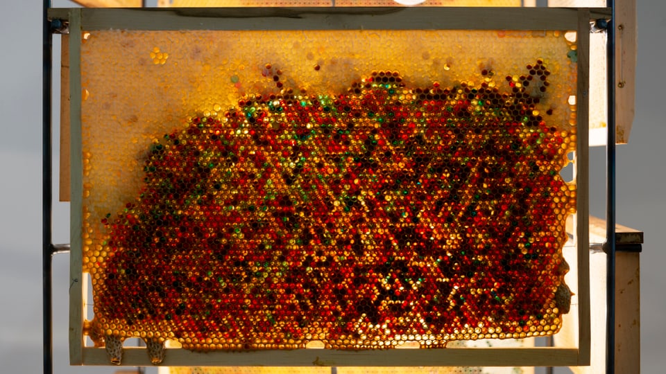 Nahaufnahme einer Bienewabe mit unterschiedlich gefärbten Zellen