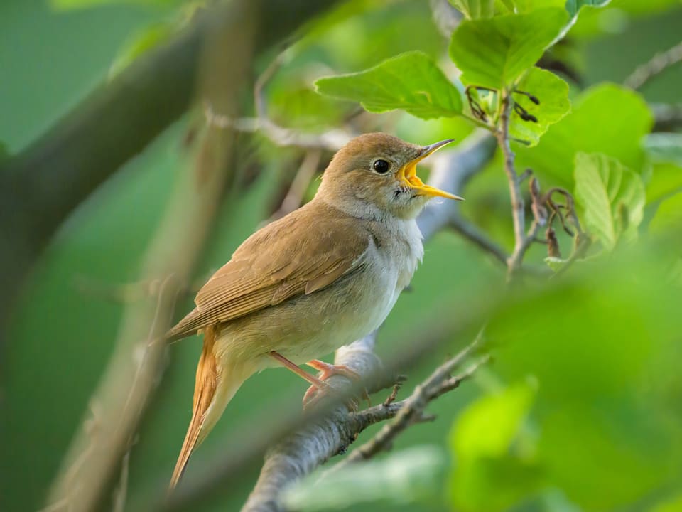 Singender hellbrauner Vogel, der in einem Busch sitzt