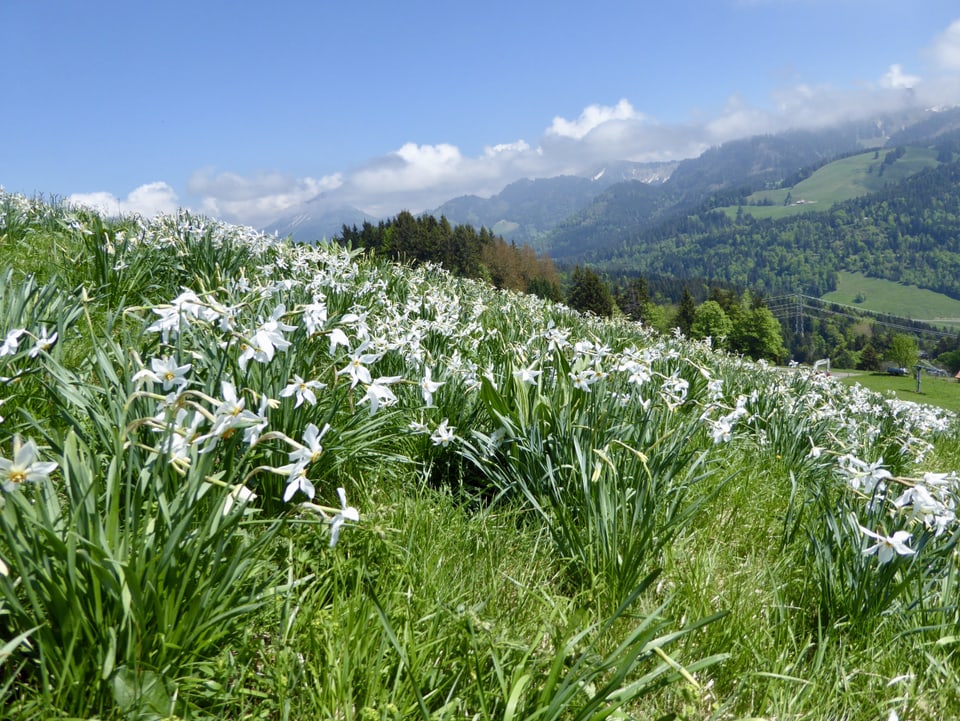 Die Narzissen blühen, auf den Wiesen in Les Pléiades blühen die Narzissen und bilden weisse Blumenteppiche