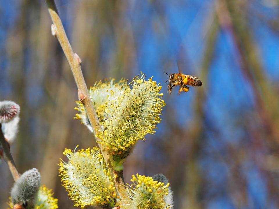 Ein offen blühendes Weidenkätzchen wird von einer Biene angeflogen. Der Himmel darüber ist blau.