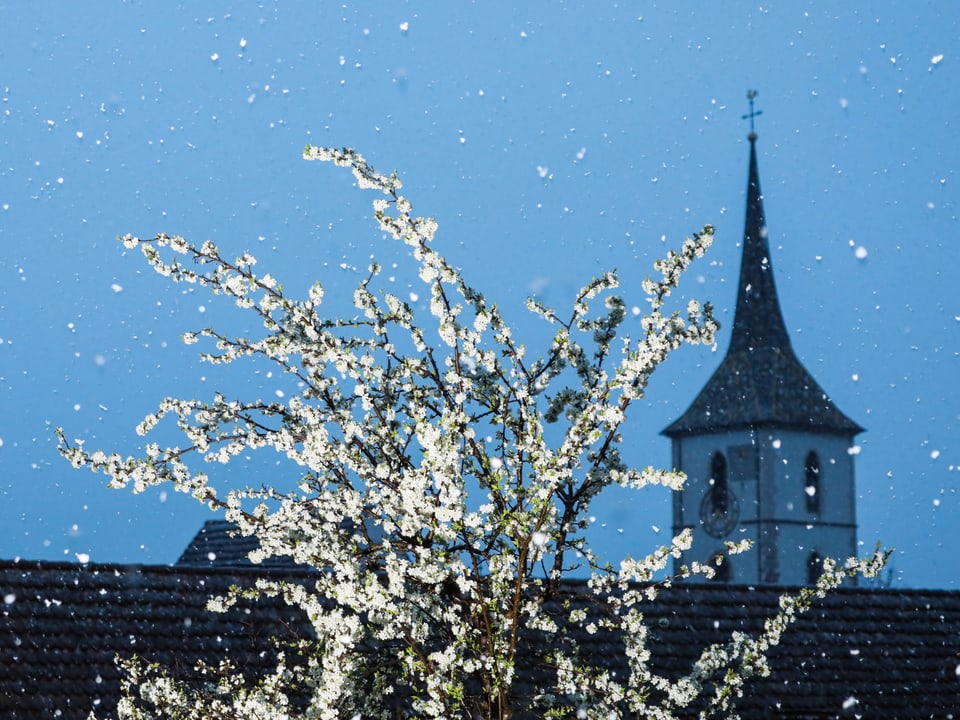 Blüten an Baum, es schneit.